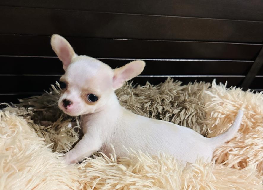 ดช.ชิวาว่า(จิ๋วจิ๋ว)3เดือน.1.5ขีด รูปที่ 4