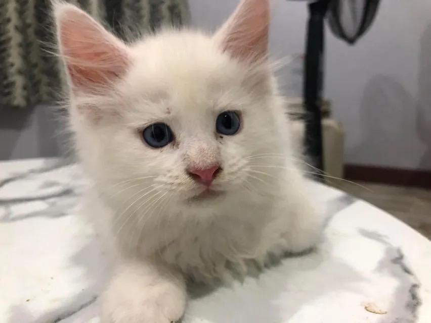 น้องแมวเมนคูนสีขาว 2