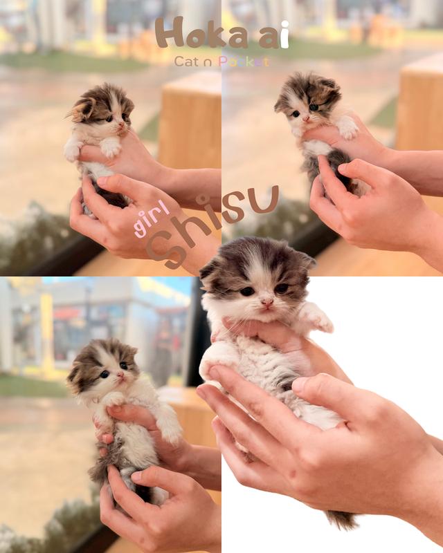 สาวน้อย Scottish fold หูพับสนิท