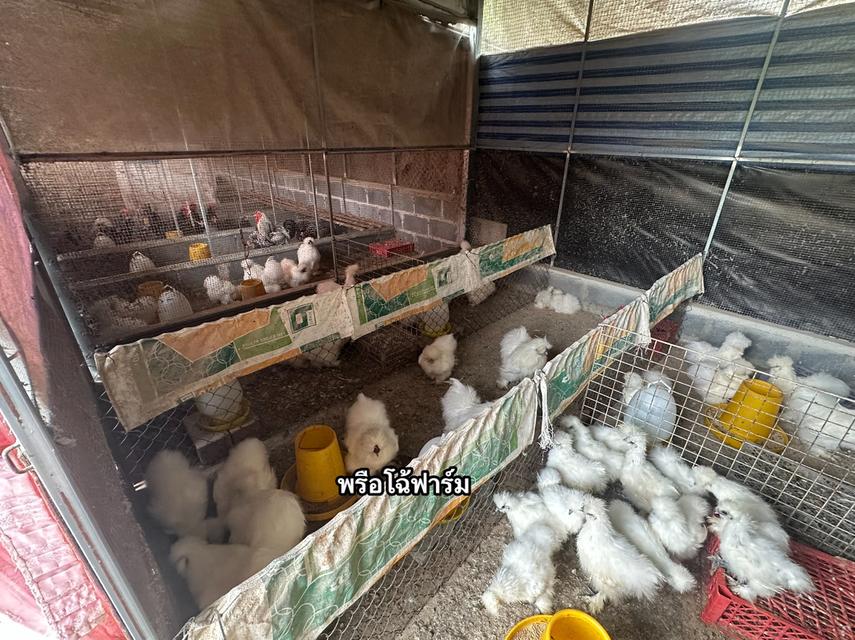 ไก่ซิลกี้ Silkie 2
