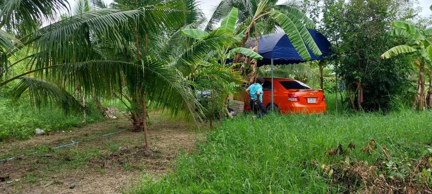 ที่ดิน บางคนที สมุทรสงคราม 3