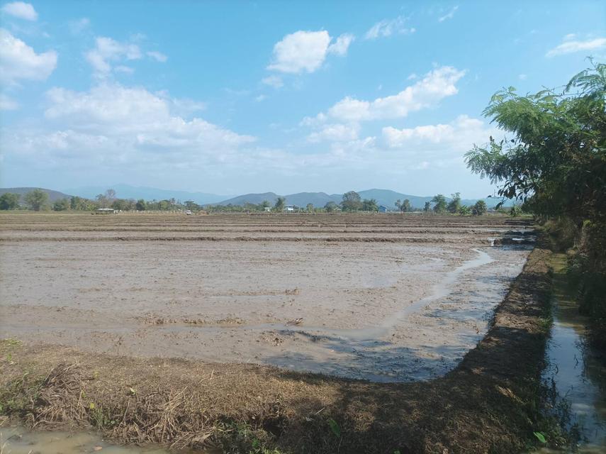 ขายที่ดิน 5ไร่3งาน ต.ป่าป้อง อ.ดอยสะเก็ด จ.เชียงใหม่ 9