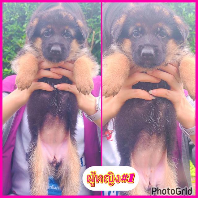 ลูกสุนัขเยอรมันเชพเพิร์ดแท้ รูปที่ 5