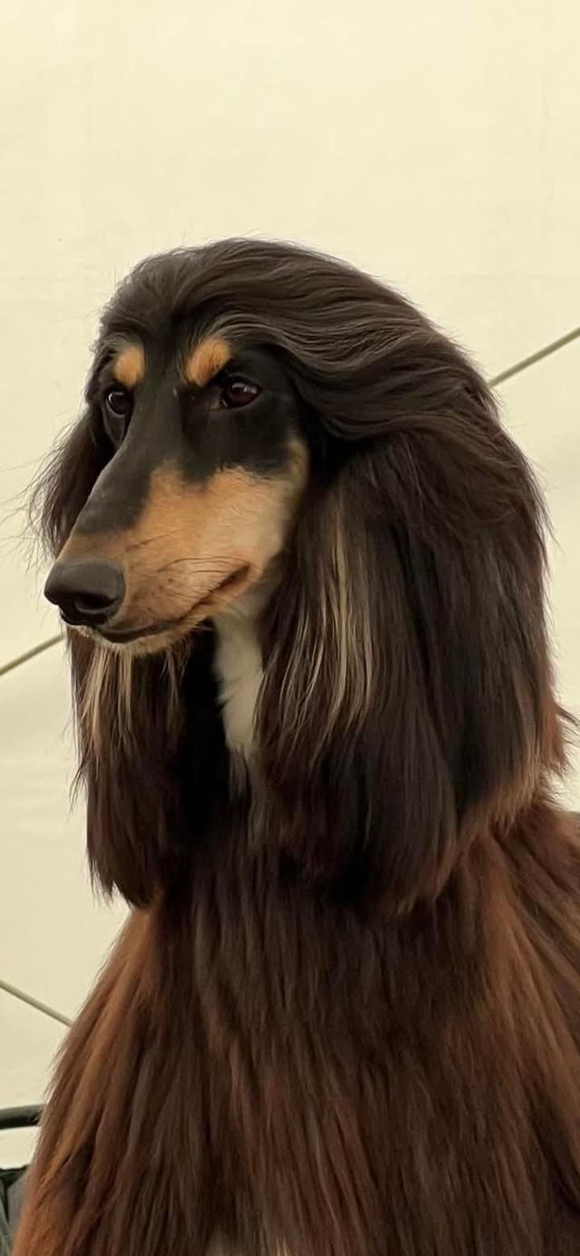 ขาย Afghan Hound หมาขนสวย