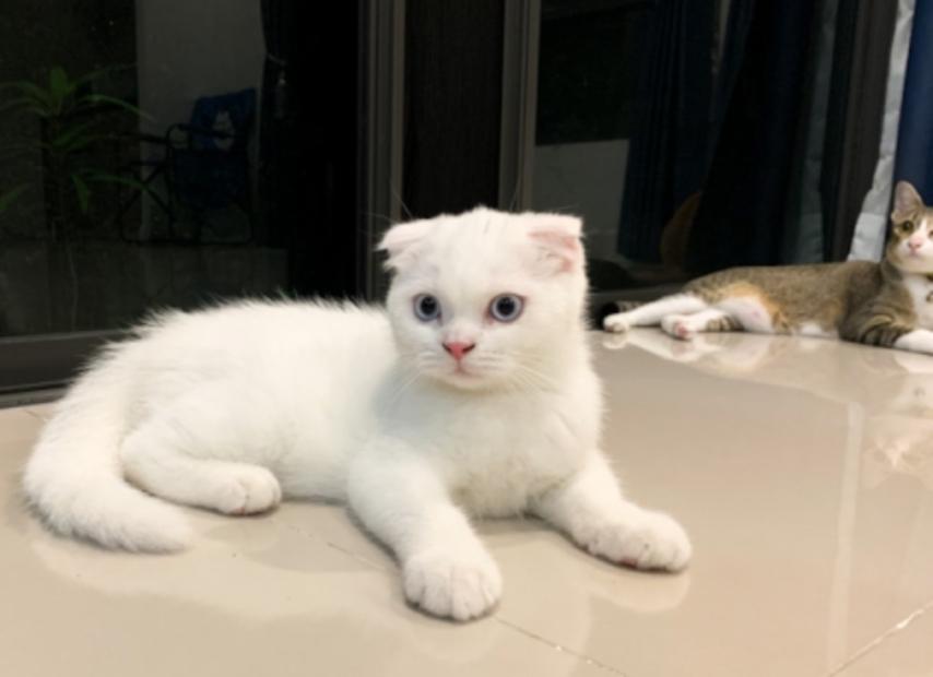 ขายแมวสก็อตติชตัวขาวเล็ก 2