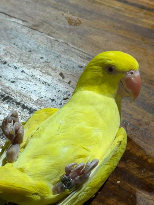 นกแก้ว ตัวผู้สีเหลือง 3