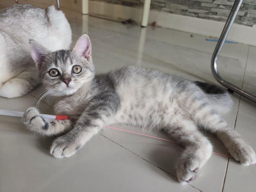 ลูกแมวสก็อตติสโฟลด์แท้