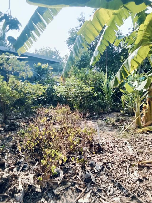 ที่ดินพร้อมสิ่งปลูกสร้าง 8