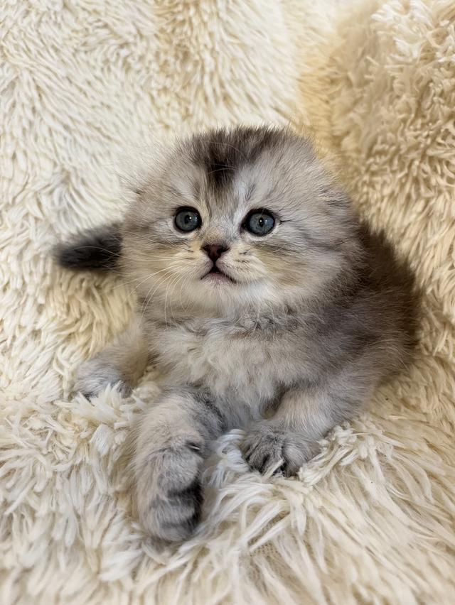 แมว สก๊อตติชขนยาว   🔥🔥🏠🔥 รูปที่ 7