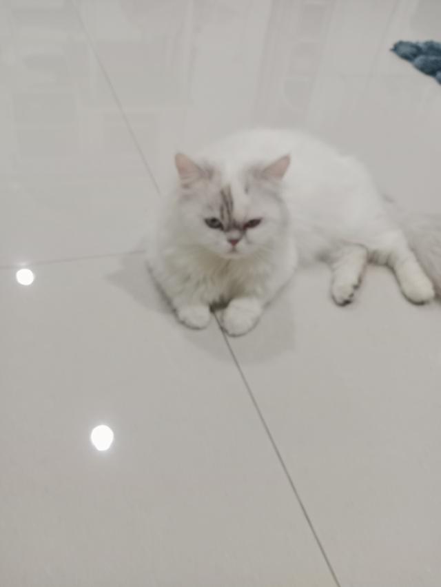 Persian  4