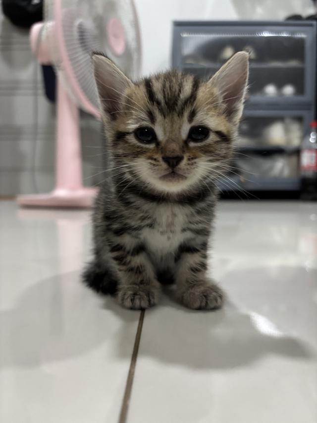 ลูกแมว American Shorthair 5