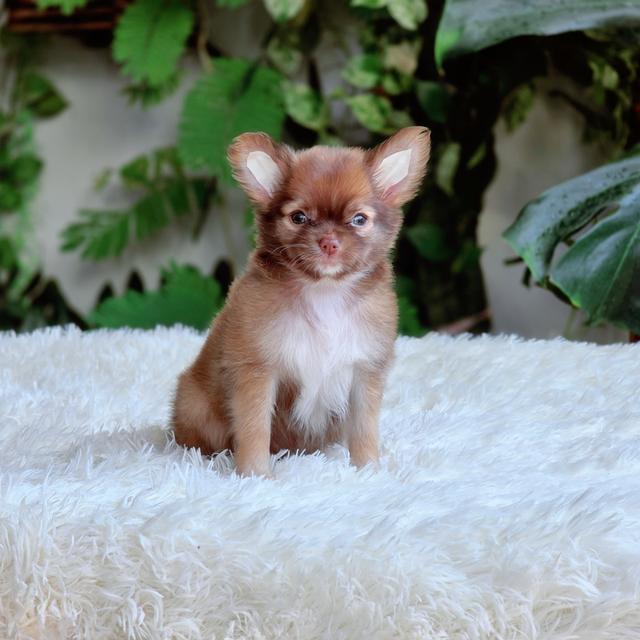 Chihuahuaเพศเมียขนยาวไซส์เล็ก