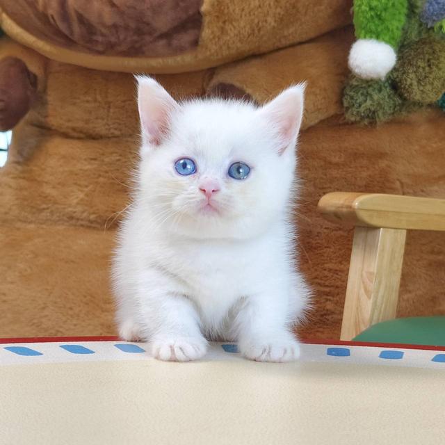 แมวขาสั้น Munchkin short leg chiangmai