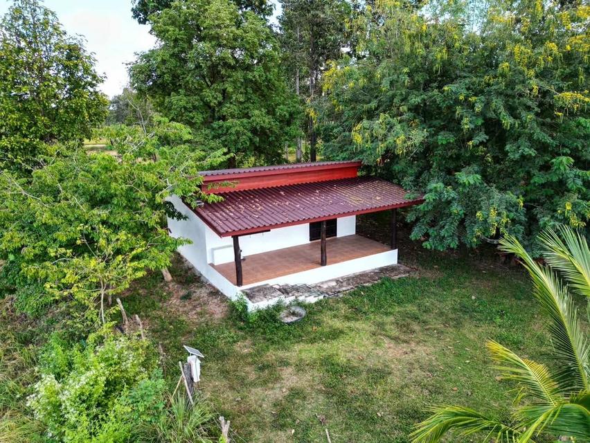 ที่ดินบ้านสวน บ้านท่าม่วง หนองลาด สกลนคร 5