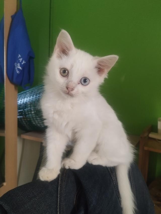 ลูกแมว แมวเด็ก 3-4ดือน