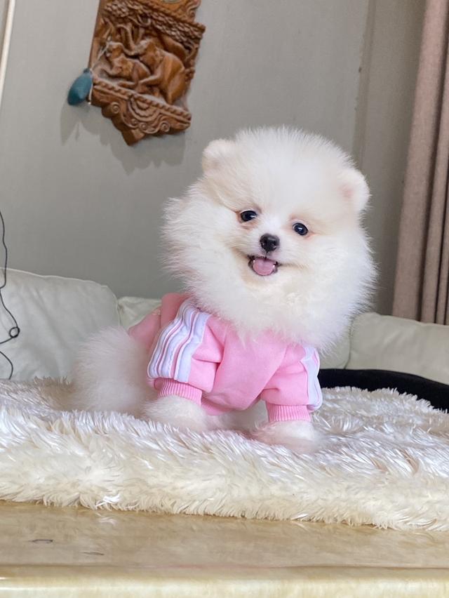 ปอมแท้ อายุ2เดือน มีหลายตัวให้เลือก ราคากันเอง  9