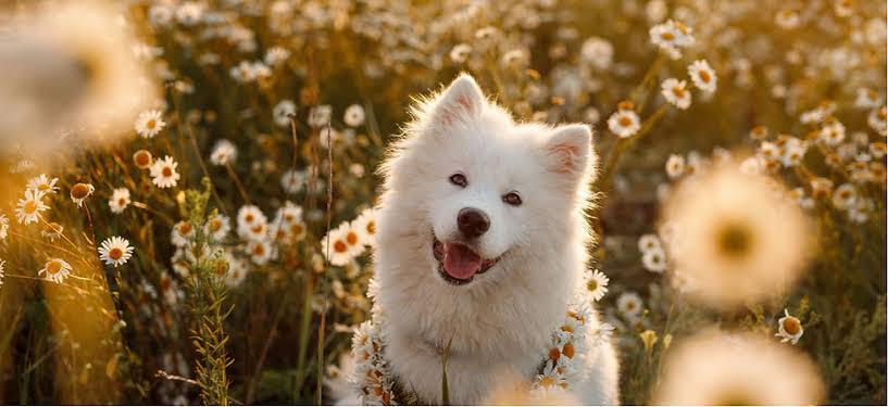 สุนัขสายพันธุ์ซามอยด์ (Samoyed) 2