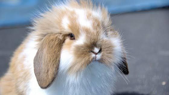 Mini Lop  2