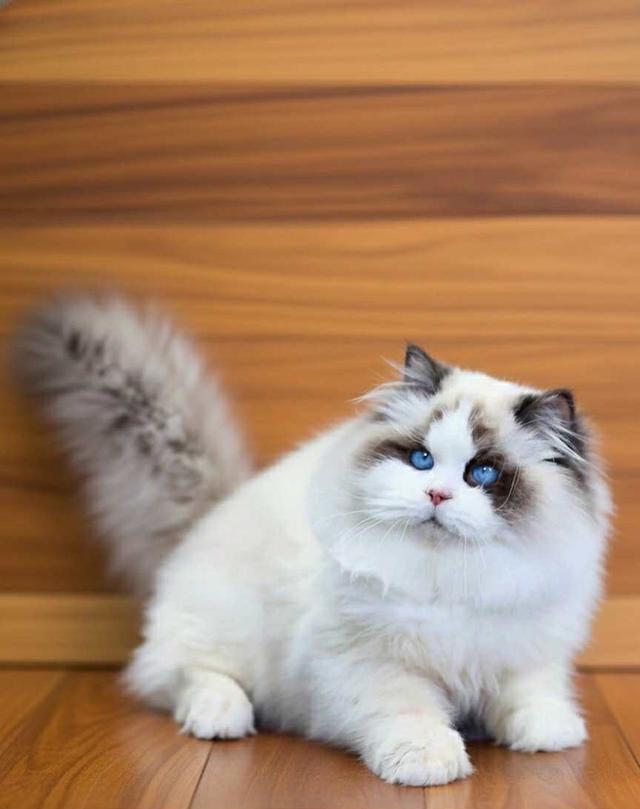 แมวแร็กดอล เด็กผู้ชายอายุ7เดือน