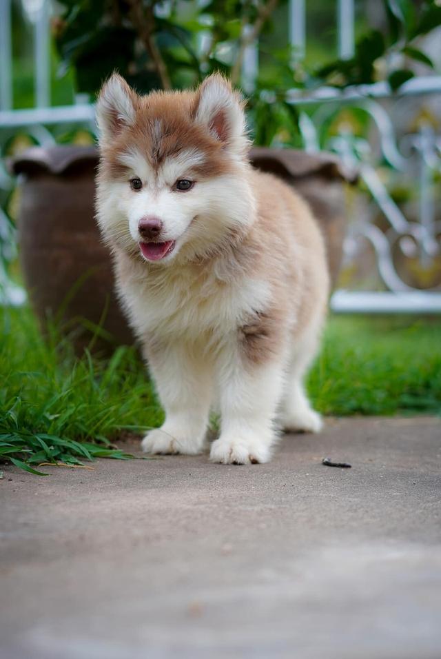 Siberian husky 2