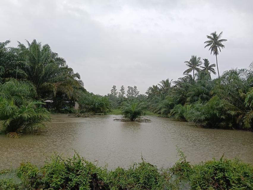 เอกตรังรถแห่ป้ายโฆษณาตรัง0808712613 รูปที่ 4