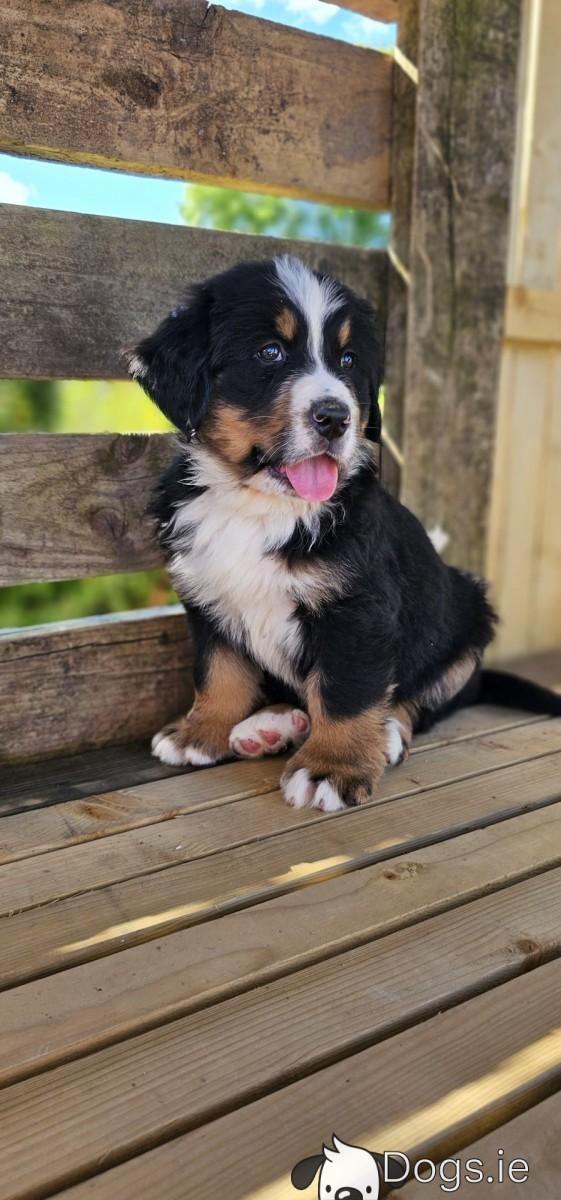 Bernese Mountain Puppies WhatsApp me : +66 63 826 3042 รูปย่อยที่ 2