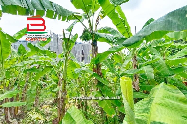 ที่ดิน ถมแล้ว เนื้อที่ 101 ตรว. ซอยลาดพร้าว 80 แยก 20 (ใกล้BTS ลาดพร้าว 71) ถนนลาดพร้าว แขวงวังทองหลาง เขตบางกะปิ 5