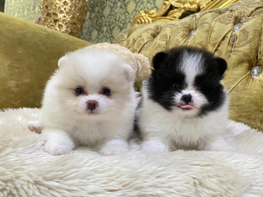 ปอมแท้ สีแฟนซี สีสวย น่ารักมาก พร้อมเบาๆ