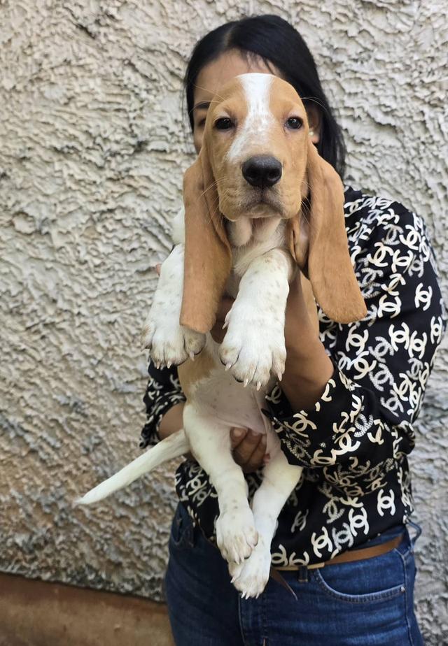 บาสเซ็ตฮาว์ดใบเพ็ดสมาคมพัฒนาพันธุ์สุนัข