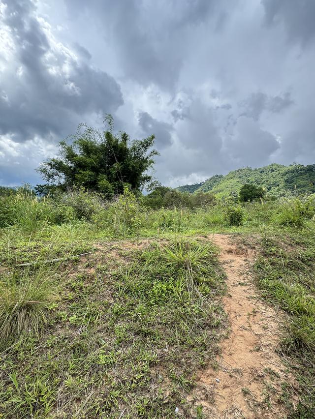 ที่ดินแถวอำเภอช้างกลาง จังหวัดนครศรีธรรมราช 4