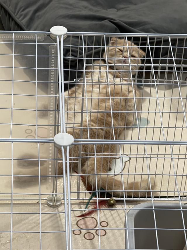 แมว สก็อตติชโฟลด์ เพศ ผู้ เลี้ยงด้วยความรัก รูปที่ 5