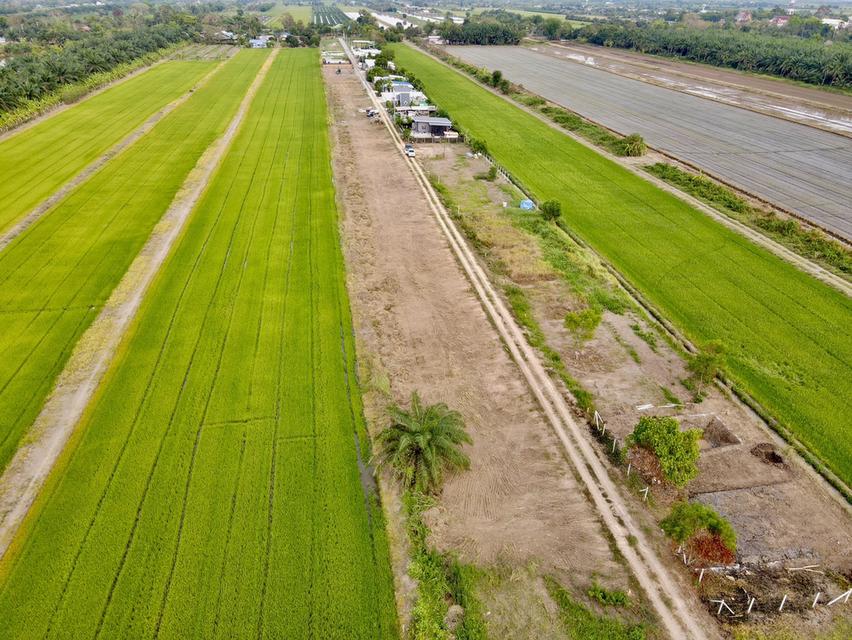 ขายที่ดินคลอง 8 หนองเสือ 200 ตรว. ถมแล้วที่โฉนดนส.4พร้อมโอน จ.ปทุมธานี 9