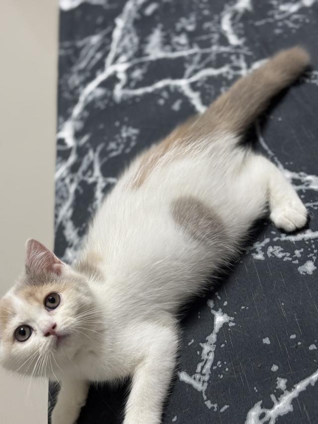 แมว British shorthair  6