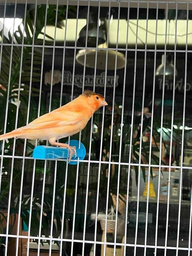 นกคีรีบูนส้ม 2