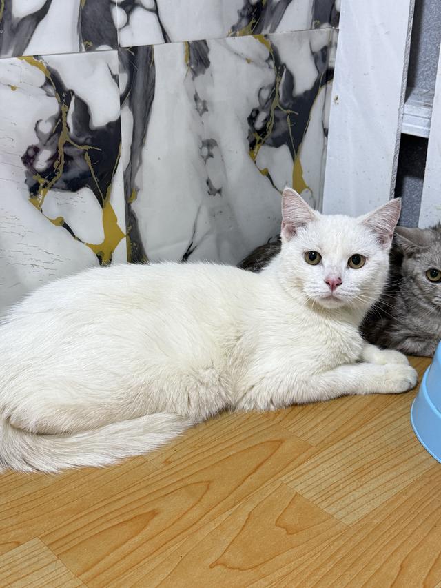 ลูกแมวพันธุ์สก๊อตติชแท้ 3