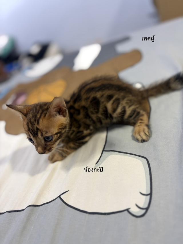ลูกแมวเบงกอลแท้ อายุ 2 เดือน รูปย่อยที่ 4