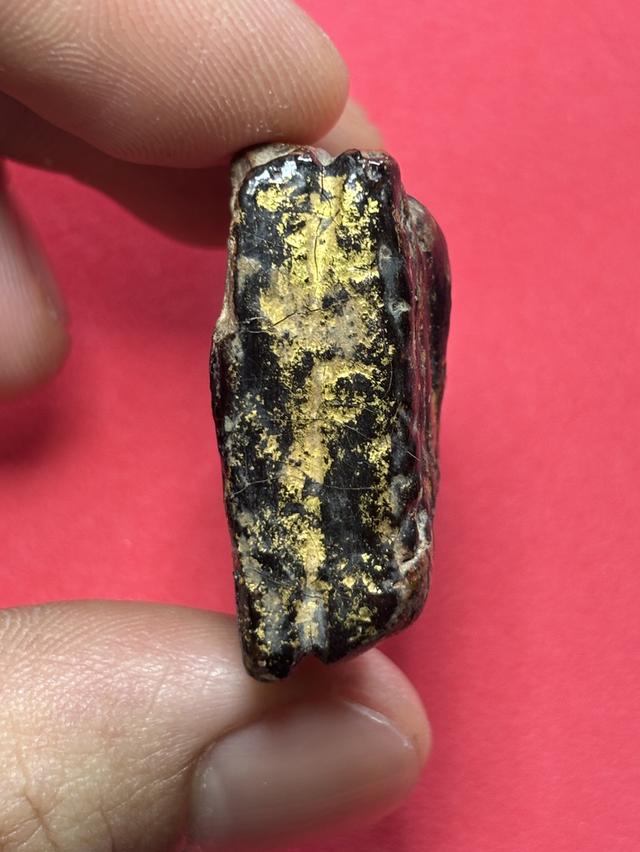 พระหลวงพ่อโต กรุเก่าวัดบางกระทิง รูปที่ 7