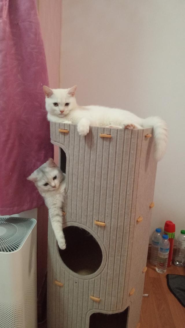 ลูกแมวสก็อตติชโฟล์ด 4 เดือน