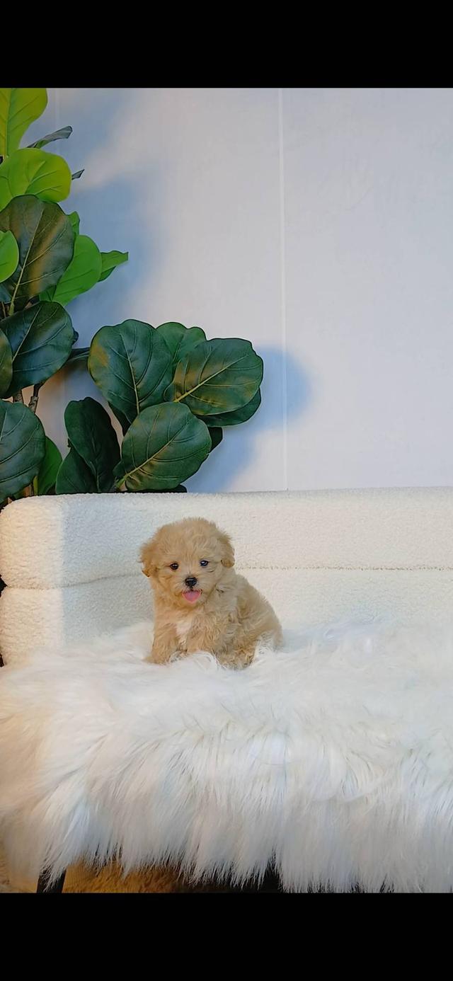 maltipoo มอลติพู เพศผู้ สีน้ำตาลขาว พร้อมวัคซีน5โรคเข็มแรก ถ่ายพยาธิ ใบรับรองจากสัตว์แพทย์ รับประกันสุขภาพ ส่งได้ทั่วไทย รูปย่อยที่ 3