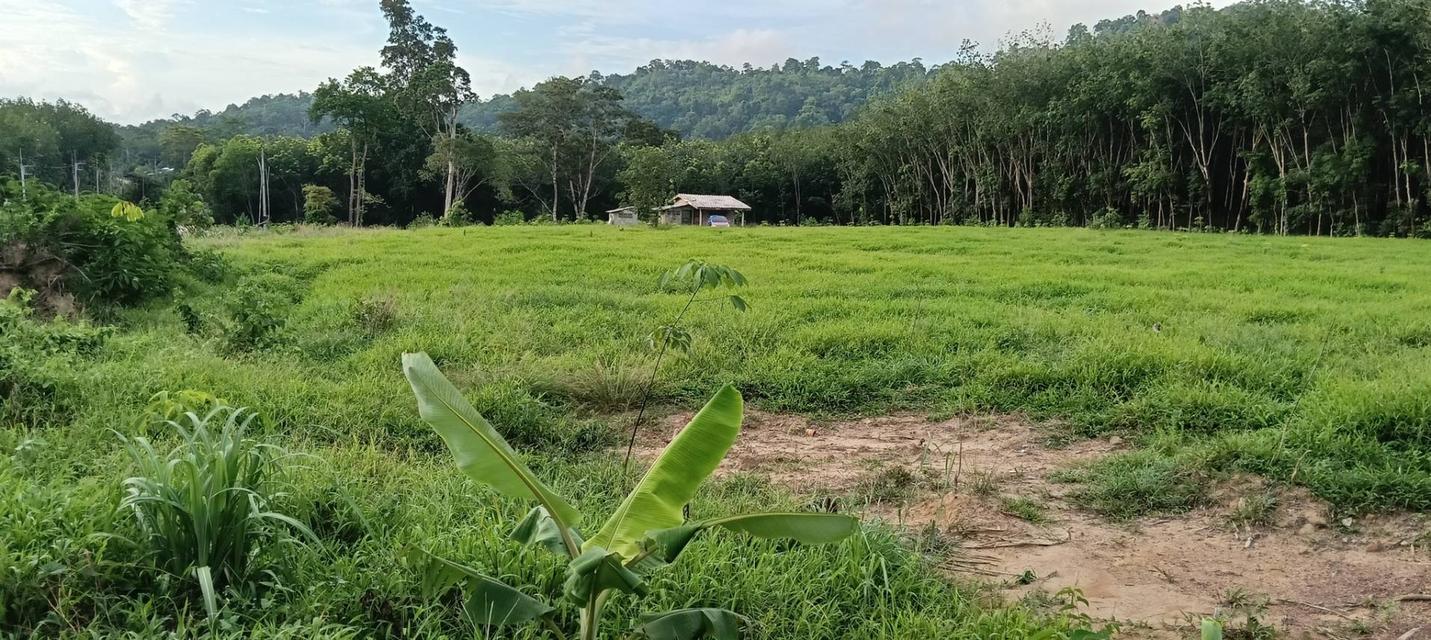 ที่ดินพร้อมบ้าน จำนวน 10 ไร่ 6