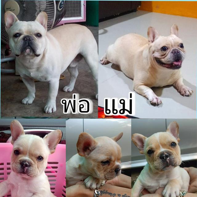 เฟรนช์บูลด็อกสายเลือดดี