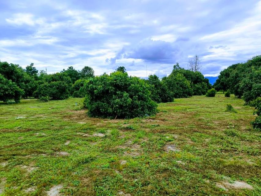 ขายที่ดินสวนลำไย แปลงสวย*ผ่อนได้เพียงหลักพันเท่านั้น 1