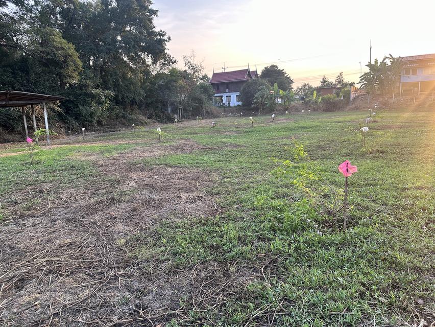 ขายที่ดิน 1 ไร่  อ.พระนครศรีอยุธยา 6