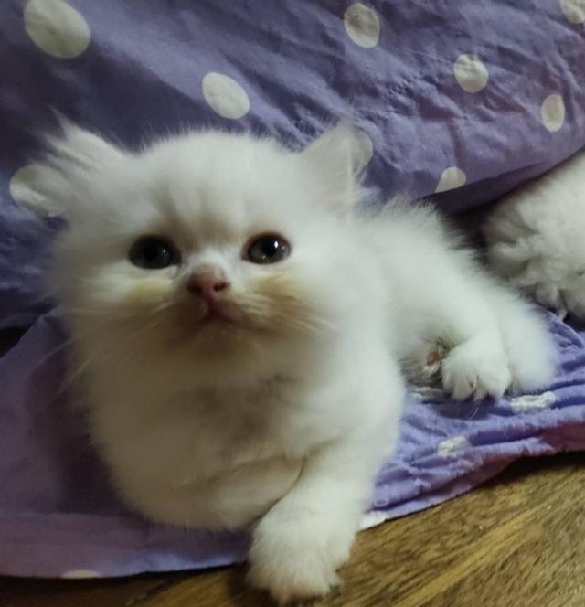 ❌ติดจอง ลูกแมวเปอร์เซีย น้องสีขาว ตาฟ้า  น่ารักขึ้อ้อน ฟอรม์หมีขนแน่น 2 เดือนนิดๆฝึกง่าย รูปที่ 13