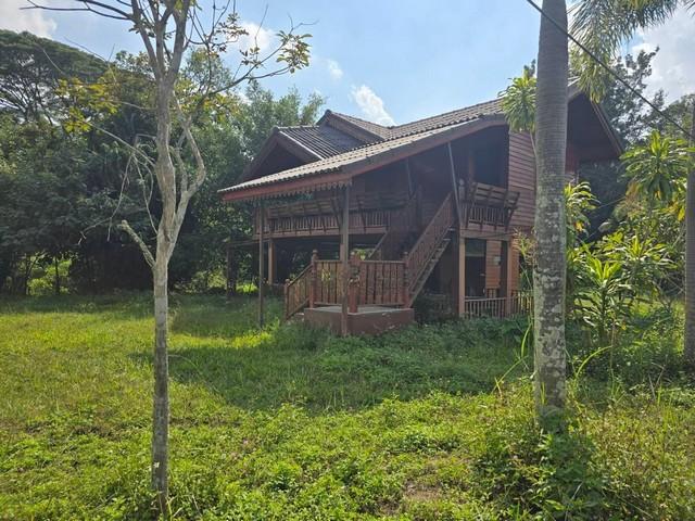 ขายที่ดิน เนื้อที่ 1.5 ไร่ ตำบลห้วยแก้ว เชียงใหม่ พร้อมบ้านไม้ทรงไทย ใกล้แม่กำปอง อากาศเย็นสบาย 1