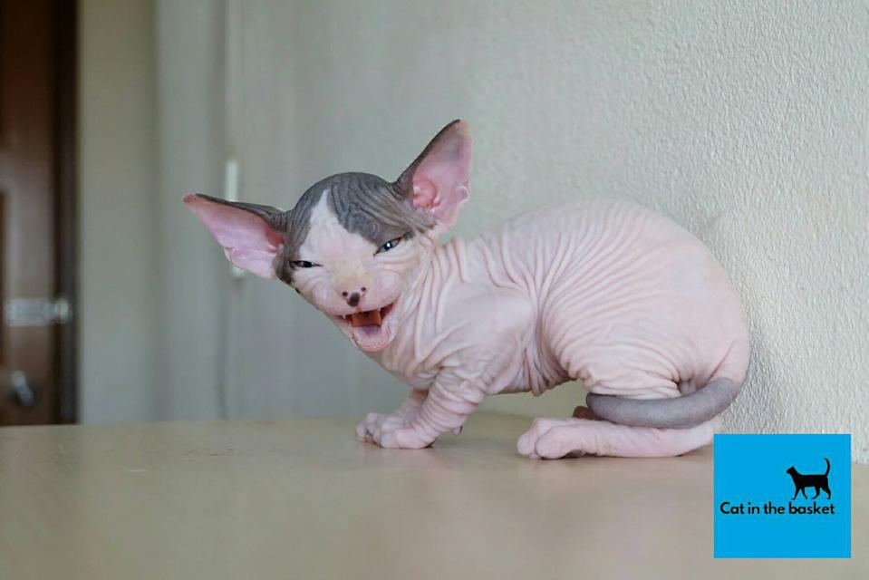 23.แมวสฟิงซ์(Sphynx Cat) 2