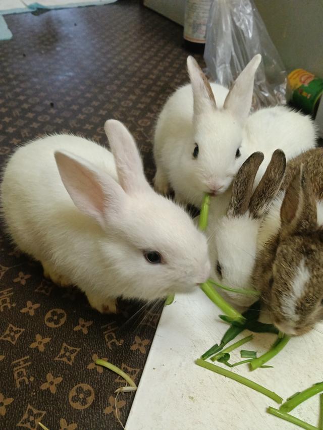 กระต่ายตัวสีขาวน่ารักมาเเล้วค่ะราคาโดนใจ 0815464634 โทรมาได้น่ะค่ะ รูปที่ 3