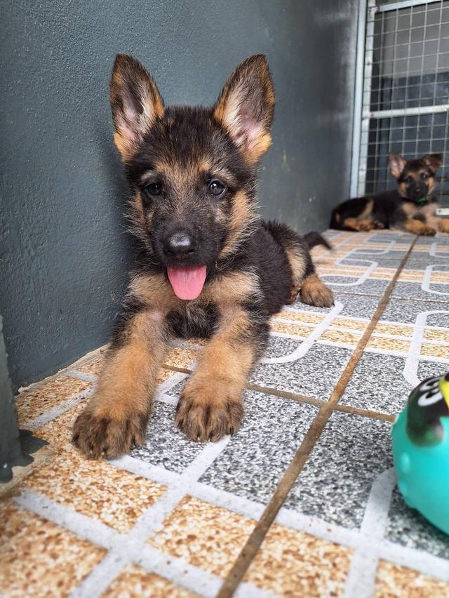 Adorable German Shepherd Puppies - Ready now ! 19