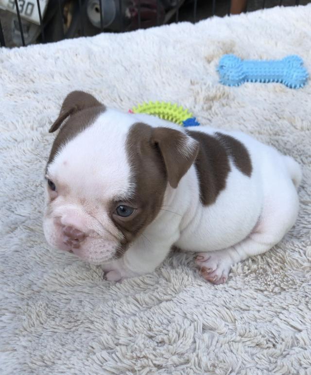 เอ็กโซติกบูลลี่เพศเมีย