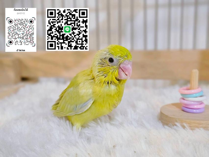 ฟอพัสสีอเมกันเยลโล่